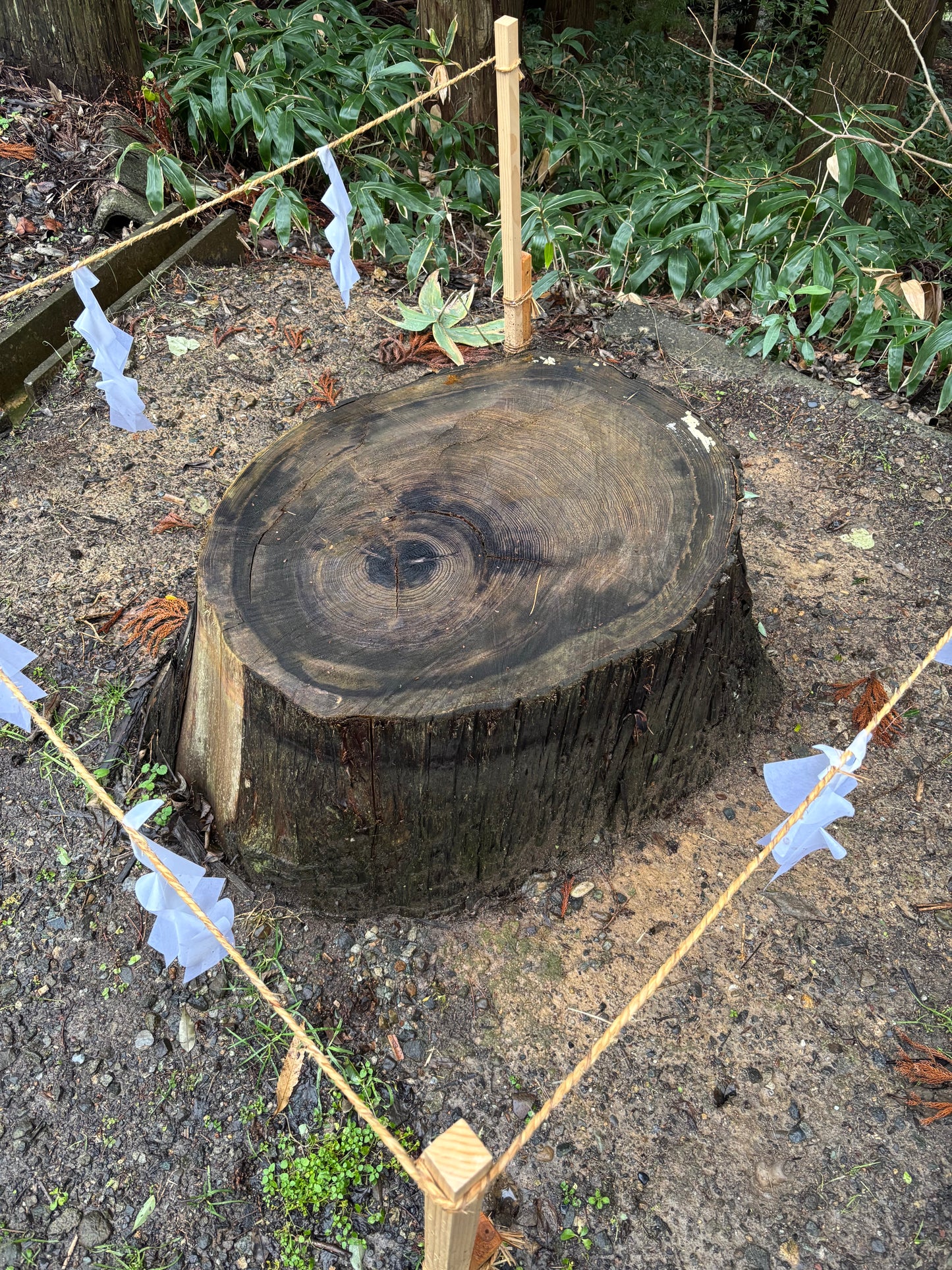 霹靂木(へきれきぼく)奉製特別授与品 絵馬